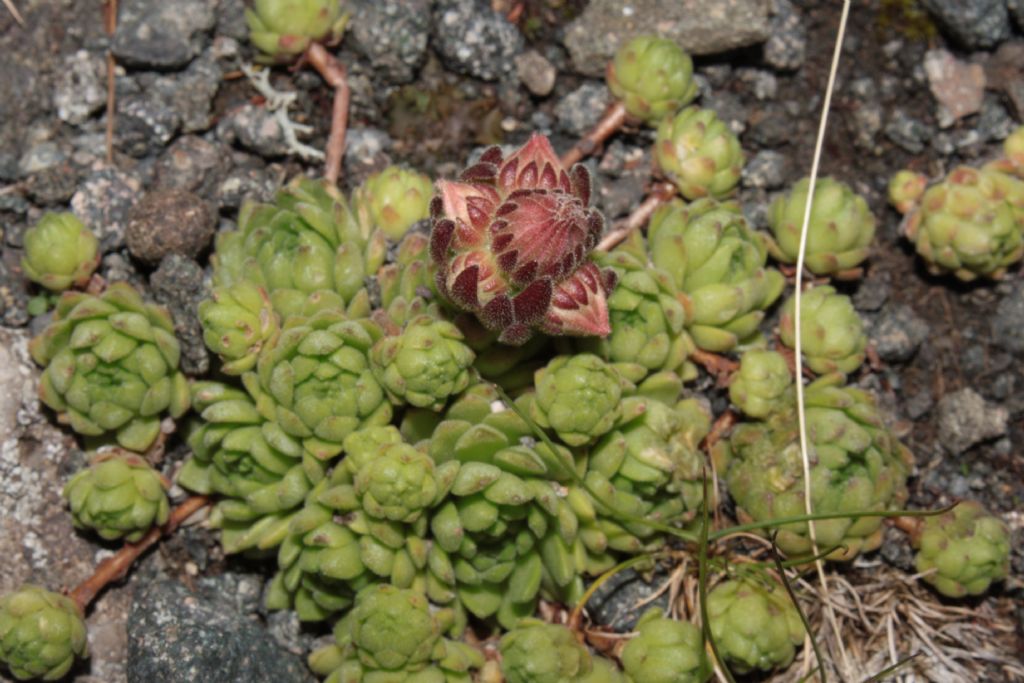 Porta Vescovo (BL):  Sempervivum montanum